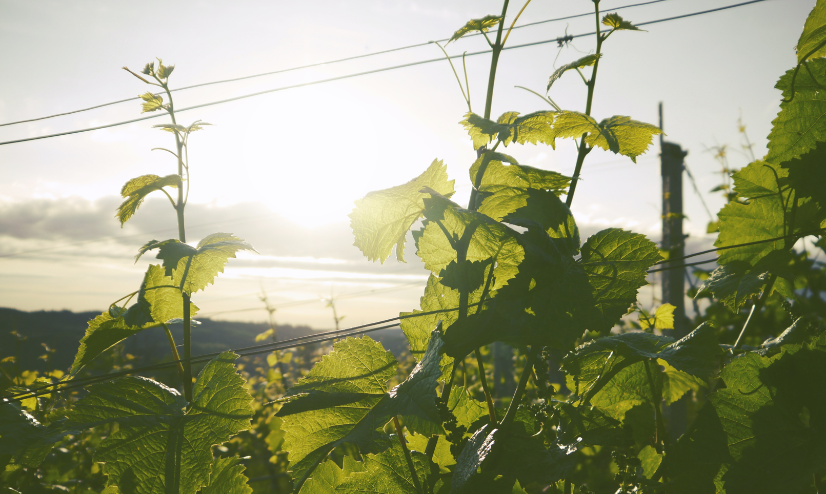 vines in the sunset