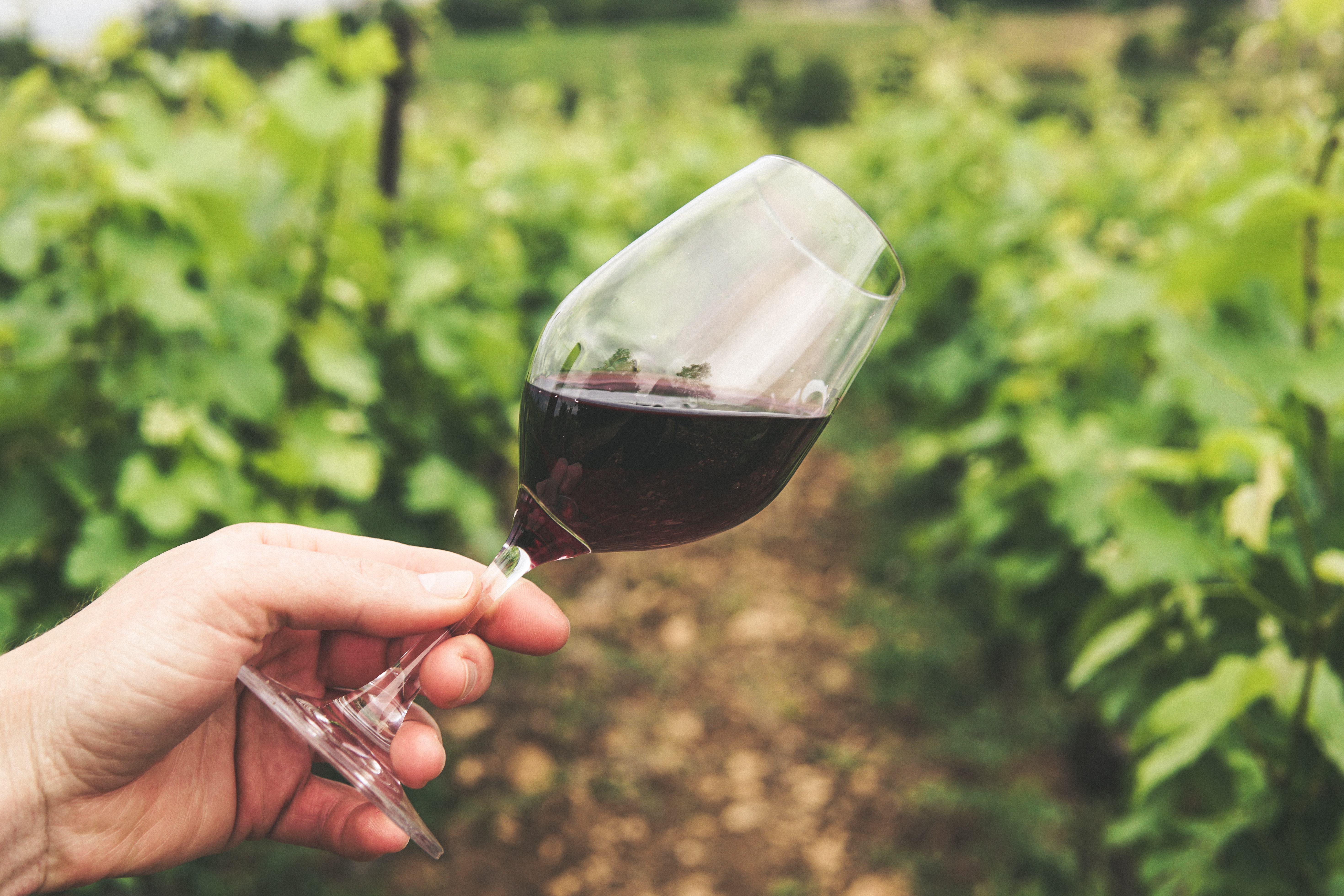 Glass of Red Wine in front of a vineyard